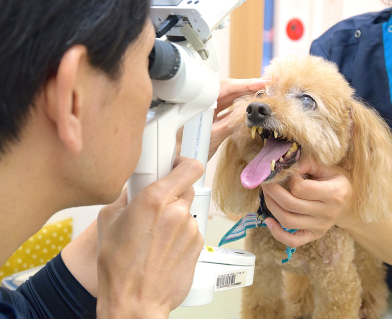 定期的な健康診断をおすすめしています